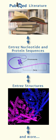 Schematic depicting connections among various data types, such as literature, nucleotide and protein sequences, and three-dimensional structures. Click anywhere on this image to open a detailed example of the types of connections that exist and how to access them.