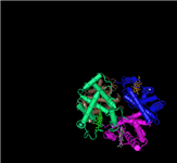 3D view of the raw data for human hemoglobin submitted in PDB record 2DN2, which contains a complete copy of the structure's biological unit (in this case, a tetramer). Click on the thumbnail to open the structure record in MMDB, where you can launch an interactive 3D view and then color by molecule, as shown here.