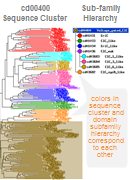 Conserved domain hierarchy showing divergence in a protein family based on phylogenetic relationships of protein sequences and functional properties.  Click on the image for a more detailed illustration and additional information about domain family hierarchies.