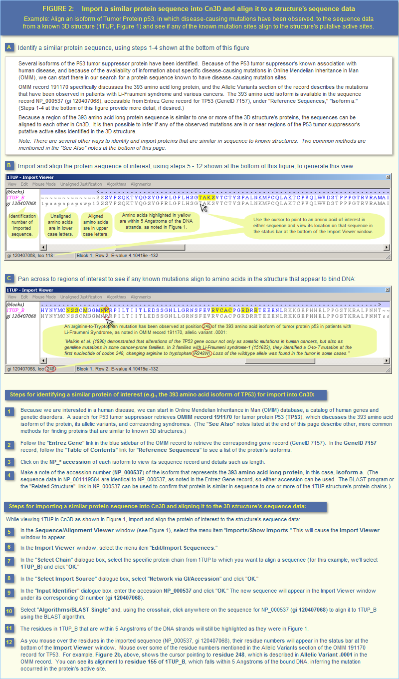 Illustration showing how to import a similar sequence into Cn3D and align it to a structure's sequence data.  In this example, the 363 amino acid isoform of Tumor Protein P53 (NP_000537) is imported into Cn3D's display of a similar but shorter isoform (structure record 1TUP). The sequences are then aligned to see if any of the known mutations in the longer isoform align to the 3D structure's putative active sites.