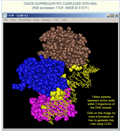 Image showing 3D structure of Tumor Suppressor P53 Complexed with DNA (accession 1TUP). Yellow spheres represent amino acids within 5 Angstroms of DNA strands.  Click on the image for more information on how to generate this view using Cn3D.