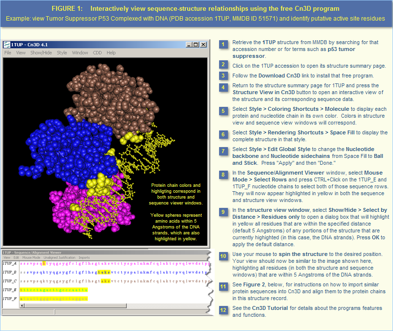 Illustration showing 3D structure of Tumor Suppressor P53 Complexed with DNA (accession 1TUP). Yellow spheres represent amino acids within 5 Angstroms of DNA strands, inferring the specific amino acids that are active in binding to DNA.