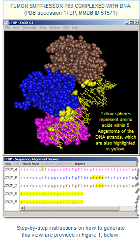 Thumbnail image showing 3D structure of Tumor Suppressor P53 Complexed with DNA (accession 1TUP). Yellow spheres represent amino acids within 5 Angstroms of DNA strands, which are also  shown in yellow. Click on the image to view step by step instructions on how to generate this view.
