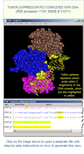 Thumbnail image showing 3D structure of Tumor Suppressor P53 Complexed with DNA (accession 1TUP). Yellow spheres represent amino acids within 5 Angstroms of DNA strands, which are also  shown in yellow. Click on the image to open a separate file with step by step instructions on how to generate this view.
