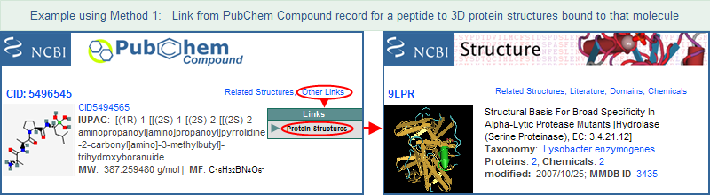 Illustration showing how to link from a PubChem Compound record, in this case a small peptide, to 3D protein structures that are bound to the compound.