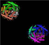 3D view of the raw data for human hemoglobin submitted in PDB record 1LFL, which contains two copies of the structure's biological unit. Click on the thumbnail to open the asymmetric unit view in MMDB, where you can choose to view the biological unit and/or launch an interactive 3D view, and then color by molecule as shown here.
