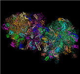 The MMDB record for the complete ribosome structure by Nobel Laureate Ramakrishnan, in which the data from four PDB split files have been merged together to provide a 3D view of the complete structure, shown here in MMDB ID 99580. Click on the image to open the merged file in Cn3D and interactively view the entire structure and its sequence data.