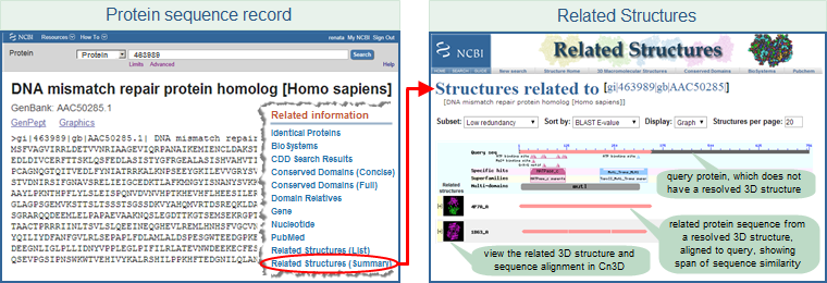 Illustration showing how to link from protein sequence record to related structures, using protein sequence GI 463989 as an exmaple, human DNA mismatch repair protein homolog. Click on the image to open the live Related Structures search results page.