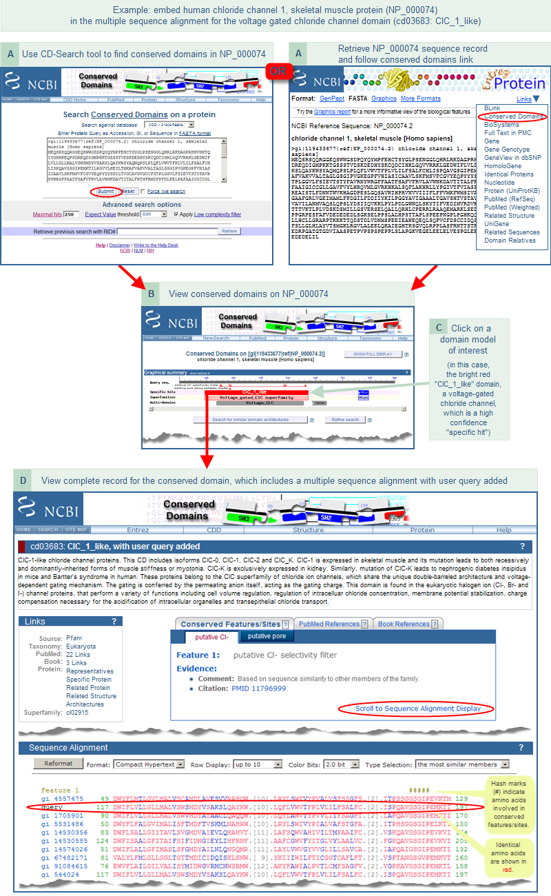 Illustration showing how to embed a protein query sequence in a conserved domain model multiple sequence alignment.