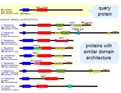 Thumbnail image showing the domain relatives for a protein query sequence (NP_081086, mouse DNA mismatch repair protein Mlh1). Domain relatives are protein sequences that contain one or more of the conserved domains found in the query sequence. Click on the image to open the CDART help document for more information about the tool.
