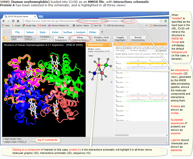 Structure of 1HHO (human oxyhemoglobin) loaded into iCn3D in MMDB file format, with protein A selected in the interactions schematic, highlighting that protein all three views: structure, interactions schematic, and sequence window.