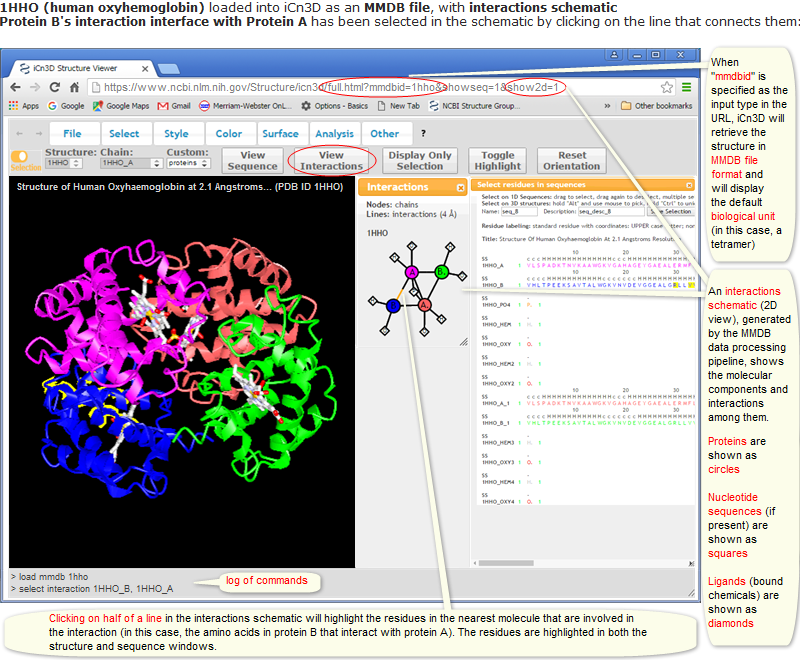 Structure of 1HHO (human oxyhemoglobin) loaded into iCn3D in MMDB file format, highlighting the residues in protein B that interact with protein A. These residues were selected by clicking on the line in the interaction schematic that connects the two proteins, with the click action taking place on the half of the line that is closest to protein B.