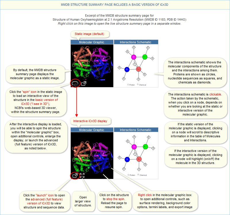 Illustrated of the molecular graphic section of the MMDB Structure summary page for human oxyhemoglobin, 1HHO. Click on the image to open the live structure summary page, where you can click the spin icon in the molecular graphic to load an interactive view of the hemoglobin structure.