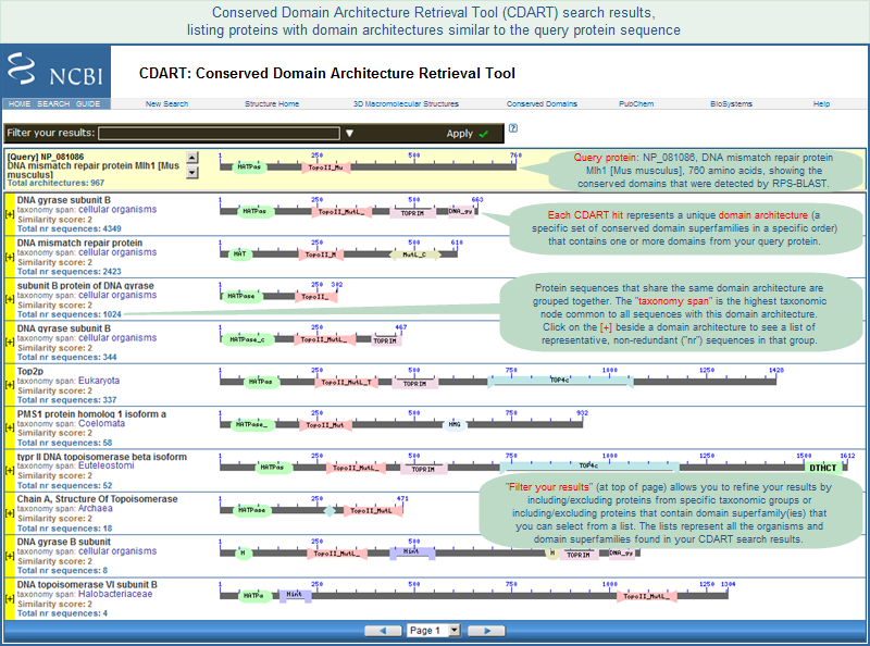 Illustration of CDART search results, which list proteins that have domain architectures similar to your query protein sequence (NP_081086, mouse DNA mismatch repair protein, in this example). Click on this graphic to read more about the output display.