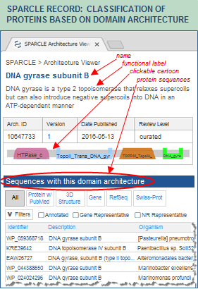 Step 3 in using SPARCLE: The Protein Classification section of the CD-Search results links to the corresponding SPARCLE record, illustrated here. The SPARCLE record shows the name and functional label of the architecture, supporting evidence, and links to other proteins with the same architecture. Click on this graphic to open the SPARCLE record for the domain architecture (architecture ID 10647733) that was found in the protein query sequence, NP_387887, DNA gyrase subunit B from Bacillus subtilis.
