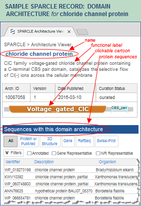 Step 3 in searching the SPARCLE database by keyword: view the SPARCLE record for the domain architecture of interest.  Click on this graphic to open the SPARCLE record architecture ID 10087058, chloride channel protein. From there, you can view evidence used to curate the domain architecture, retrieve all protein sequences which contain that architecture, and more.