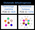 Example VAST+ similar structures, showing the interaction schematics of glutamate dehydrogenase molecular complexes from Thermotoga maritima and Pyrococcus furiosus. Click on the image to view the enlarged, annotated version in the VAST+ help document.